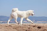 AKITA INU 152